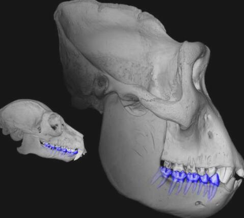 牙根表面积可以决定灵长类动物的大小