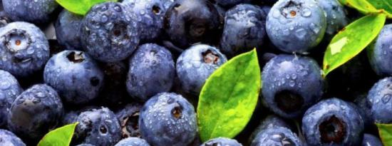 在饮食中添加蓝莓以改善大脑功能和记忆力